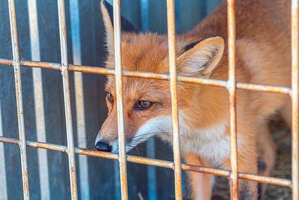 fox looking through the bars of a cage
